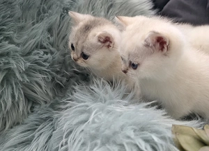 Wunderschöne Bkh Kittis