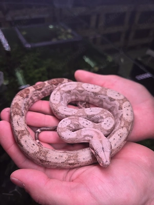 Hog Island Boa