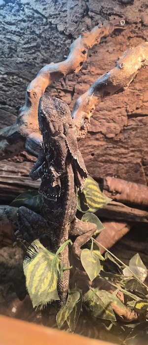 kragenechse weiblich 