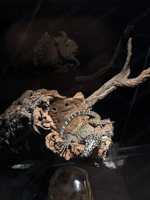 Blauschwanzwaran Varanus Doreanus Jayapura