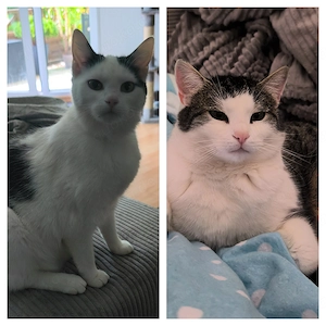 Katze und Kater suchen neues Zuhause 