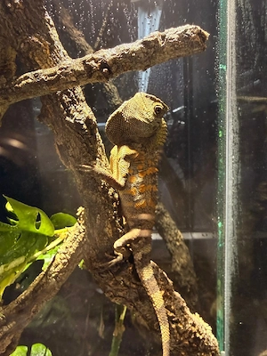 Winkelkopfagame 1.1 Zuchtpaar