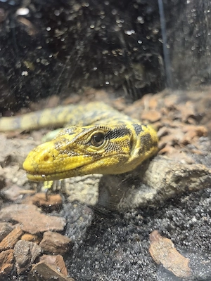 Varanus Cumingi 