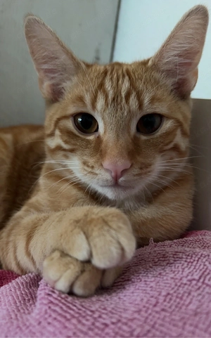 Europäischer- Kurzhaar Kater sucht neues Zuhause