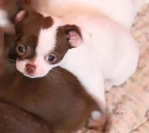 Chihuahua Mix Baby Rüde  ab Ende April aus deutscher langjähriger Zucht 