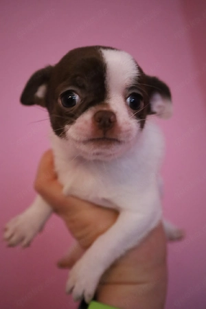 Chihuahua Mix Baby Hündin  ab Ende April aus deutscher langjähriger Zucht 