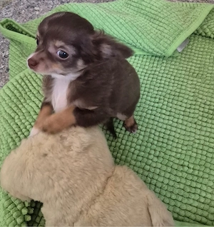 verkaufe süse welpen 