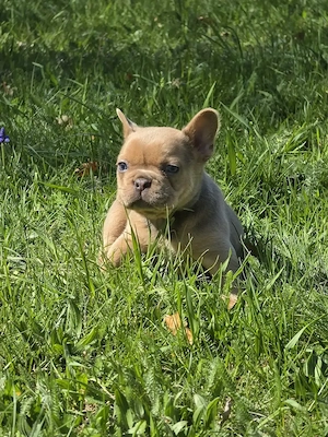 Französische Bulldogge 
