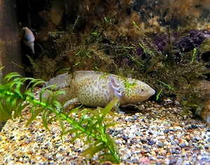 Axolotl Zuchtgruppe 1 3 Bild 3