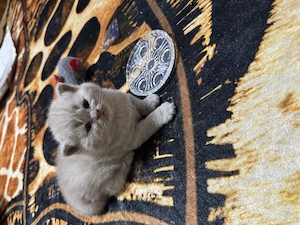 Britische kurze haare 