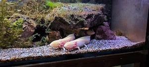 Axolotl Zuchtgruppe 1 3