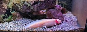 Axolotl Zuchtgruppe 1 3 Bild 2