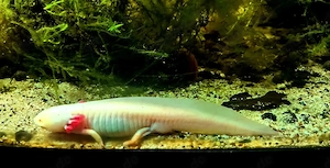 Axolotl Zuchtgruppe 1 3 Bild 5