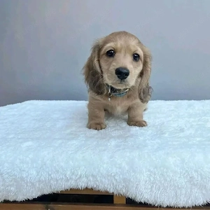 Dackelwelpen  Bild 2