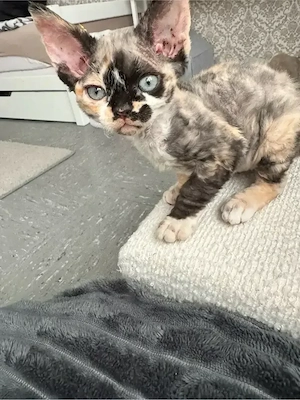 Wunderschönes Davon Rex mädchen KITTEN 