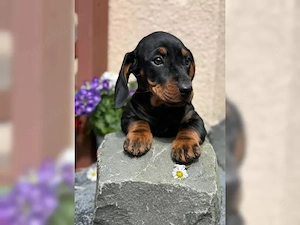 **Reinrassige Exclusive Dackel-Dachshund welpen mit Ahnentafel (WhatsApp: 015216112771)**