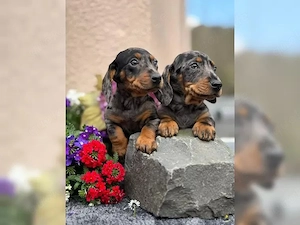 Abzugeben Dackel, Dachshund welpen mit papiere