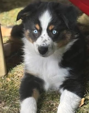 Mini Aussie Rüde black tri