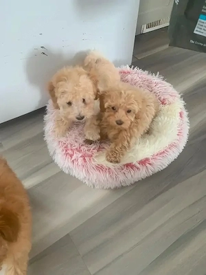 Maltipoo-Welpen abzugeben