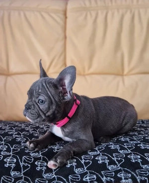 Sportliche Französische Bulldoggen Welpen mit Nase Abholung ab sofort möglich