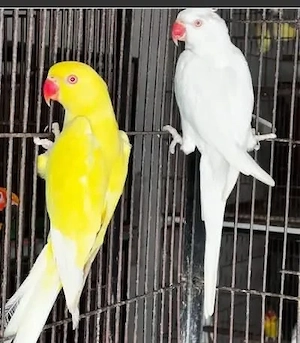 Handzahme Halsbandsittiche abzugeben