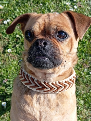 Wunderschöne Mops Rehpinscher Mix Hündin 