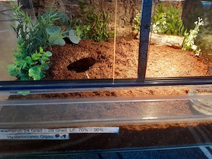 Weibliche hystreocrates gigas adult