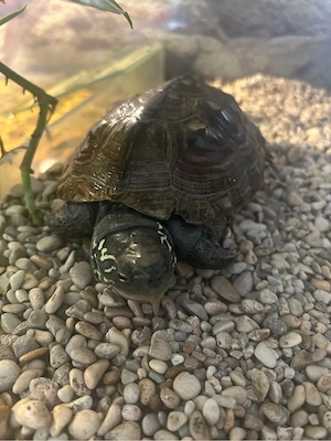 Chinesische Sumpfschildkröten Schildkröten