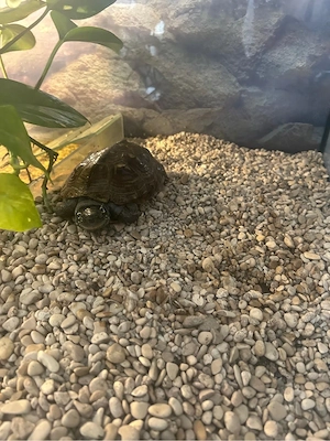 Chinesische Sumpfschildkröten Schildkröten