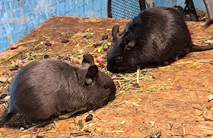 Junge Degu verschiedene Farben 