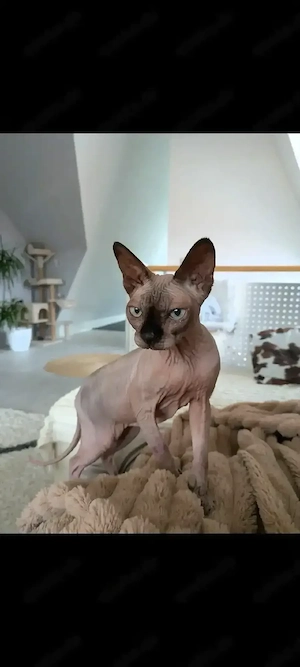 Super liebe Sphynxkatze abzugeben