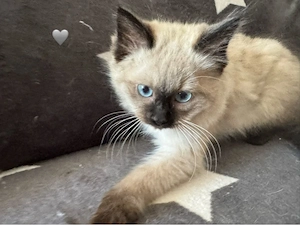 Ragdoll-Kitten 4 Jungs  
