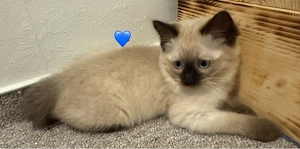 Ragdoll-Kitten 4 Jungs  