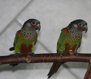 Blaustirn Rotschwanzsittiche, Pyrrhura picta