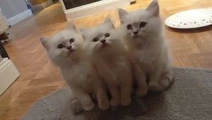 Perserkatze mix Ragdoll 