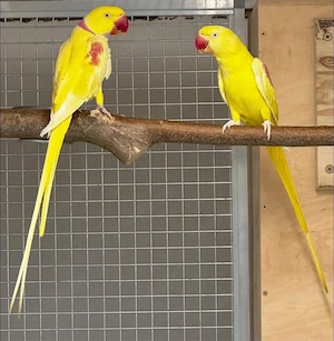 große Alexandersittiche 