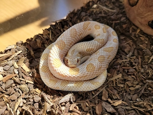 1.0 Arctic Albino Conda Heterodon het.Toffee DNZ 23 mit neuem Terrarium