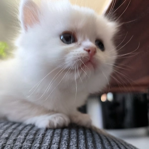 Reinrassige Britisch Langhaar 