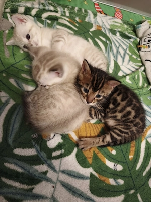 Bengalen-Mix Kätzchen   verspielt & liebevoll   