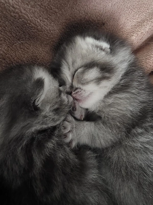 Wunderschöne BKH Kitten dürfen im Juli ausziehen 