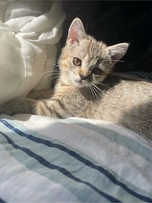 baby katze sehr verspielt!!!