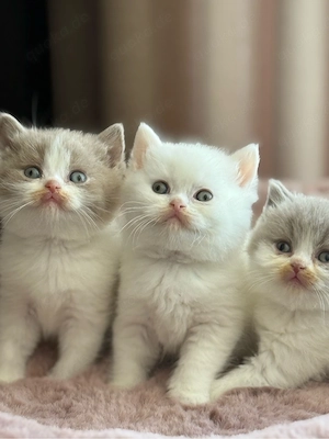 Wunderschöne BKH Kitten