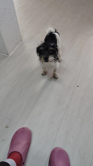 Verkaufe Mischling Welpe  5 Monate alt 