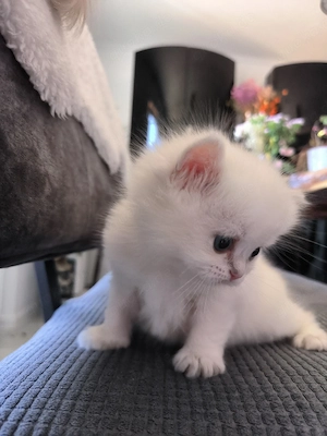 Reinrassige Britisch Langhaar 