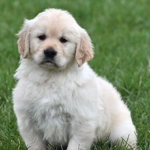 entzückende Golden-Retriever-Welpen (Rüden und Hündinnen) suchen ein neues Zuhause.