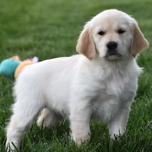 entzückende Golden-Retriever-Welpen (Rüden und Hündinnen) suchen ein neues Zuhause.