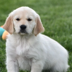 entzückende Golden-Retriever-Welpen (Rüden und Hündinnen) suchen ein neues Zuhause.