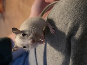 Mongolische Wüstenrennmaus