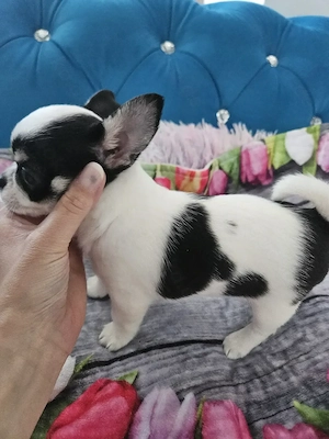 Wunderschöne Chihuahua Babys mit Ahnentafel**