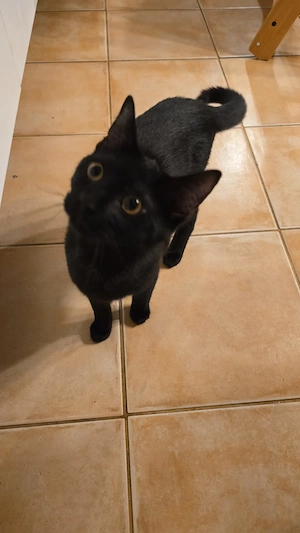 Ohnezahn sucht ein neues Zuhause